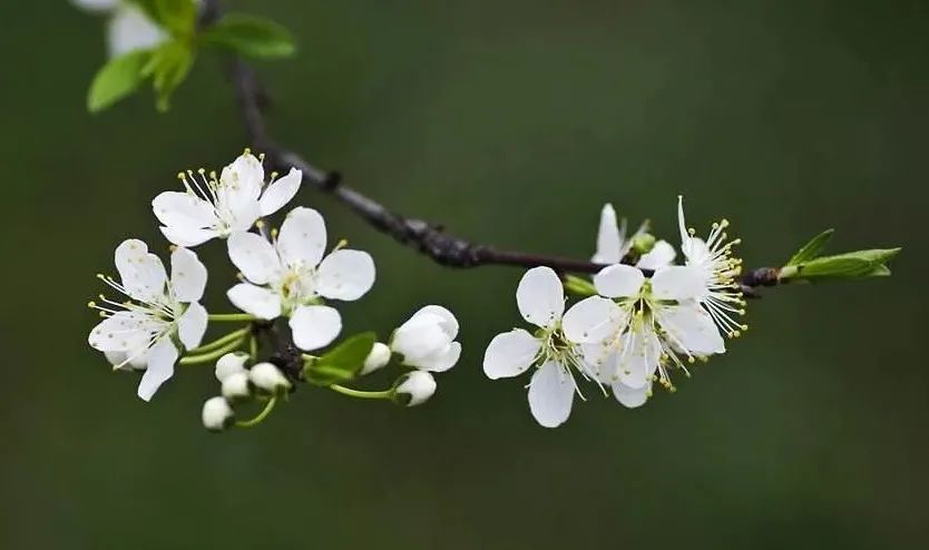 阳春3月桃花与油菜花交相辉映,三月的油菜花和樱花好看吗