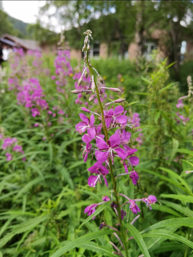 长白山哈尔滨延吉旅游攻略,12月哈尔滨长白山旅行攻略