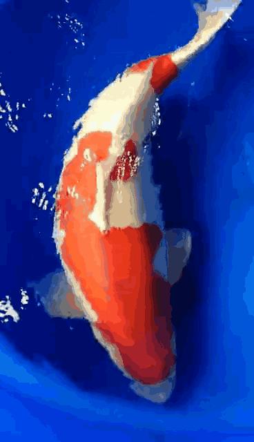 锦鲤如何喂食和喂量,锦鲤怎么喂食才能更肥