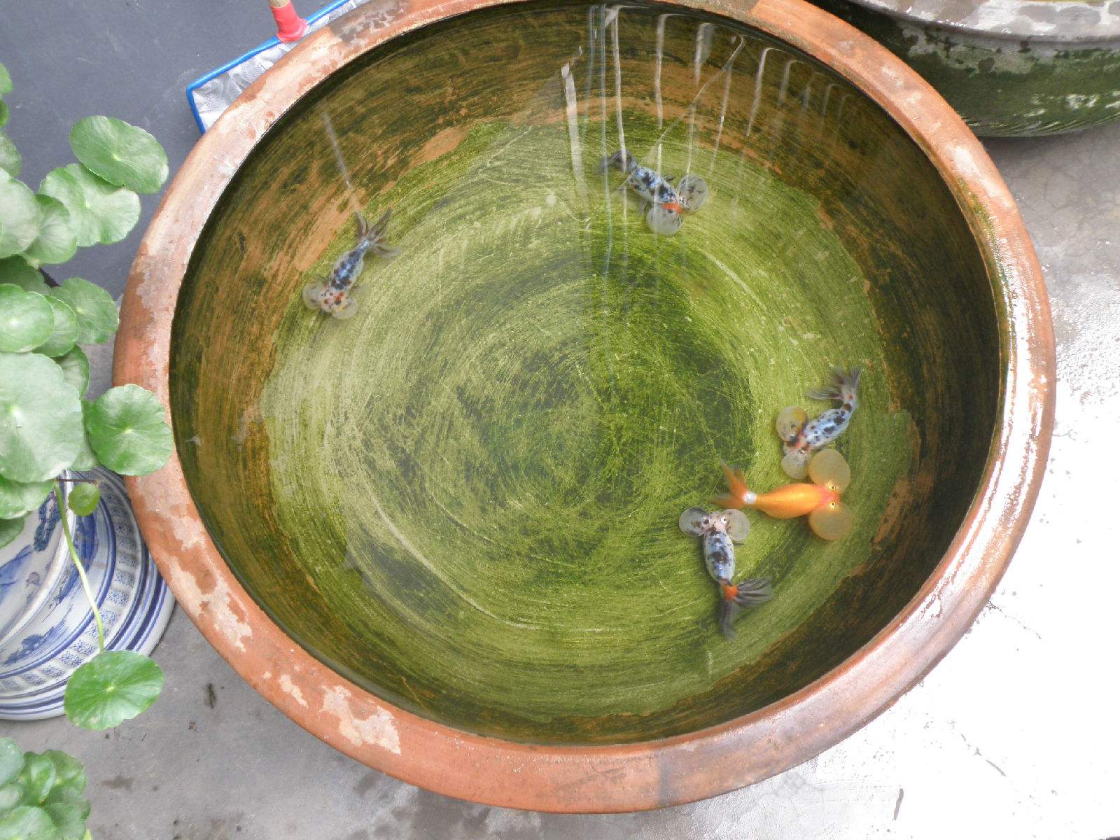 新手养鱼买什么鱼缸好,新手养鱼买什么鱼缸比较好