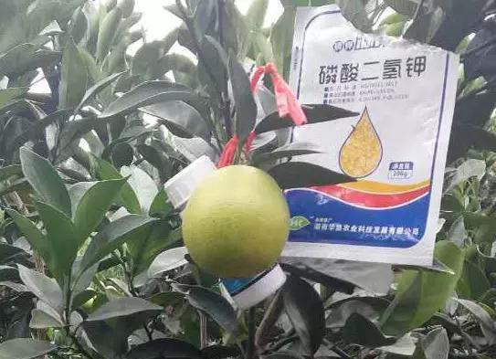 磷酸二氢钾使用方法及用量技巧 (磷酸二氢钾详细使用技术手册)