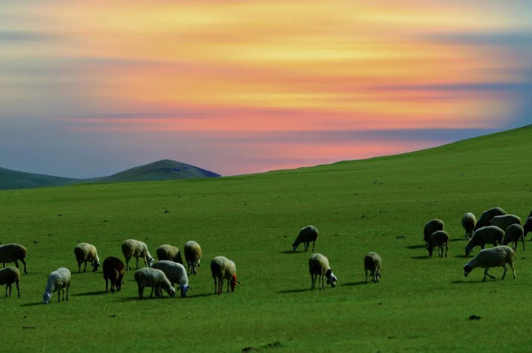 八月的呼伦贝尔大草原,辽阔的呼伦贝尔大草原风景