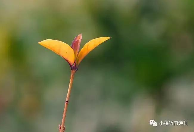 著名儿童文学家说寓言是一个魔袋,寓言是一个魔袋仿写