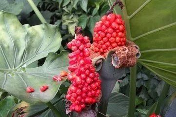 吃下去的东西,吃下去的东西不好消化