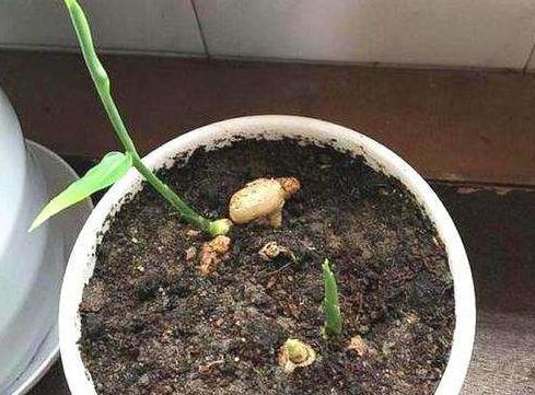 阳台上盆栽姜种图片,阳台花盆种姜怎么种