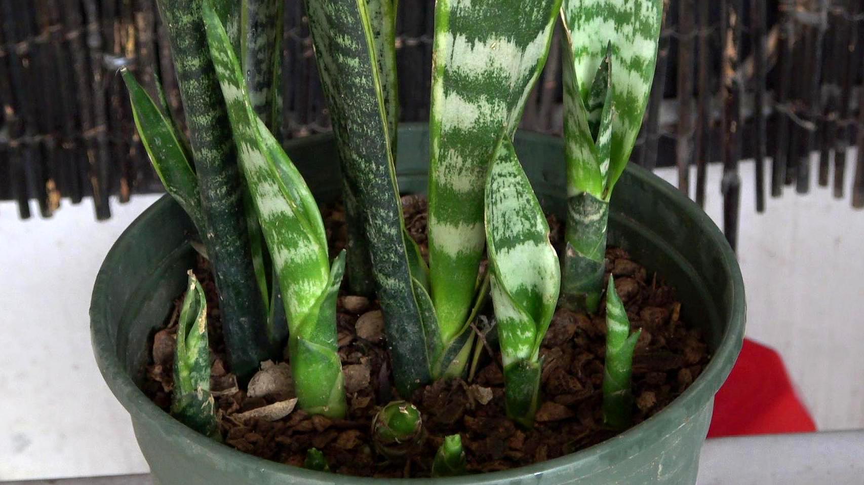 虎皮兰不浇水也烂怎么回事,虎皮兰不爱长