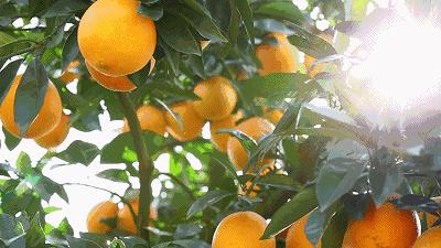 最好的橙子产地在哪里,中国橙子产地排名