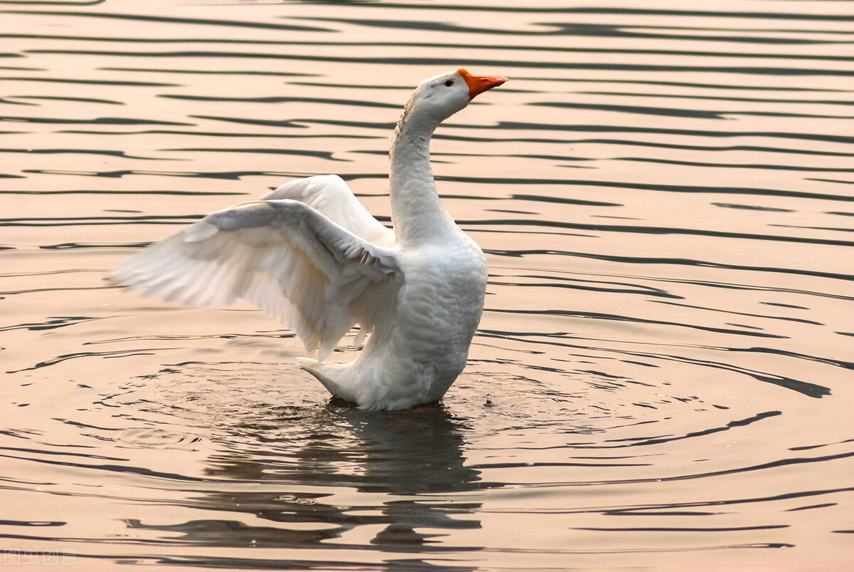 老虎幼崽追大鹅被反杀逃进笼,大鹅大战老虎老虎被吓瘫软