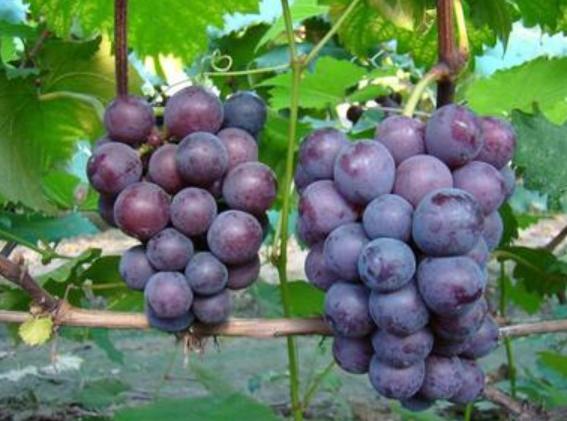 秋天这菜清脆爽口,秋天这菜最解馋搭配生菜放心吃吧