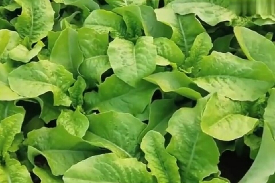 莴笋抽薹的原因与控制技巧,莴笋发芽徒长怎么办