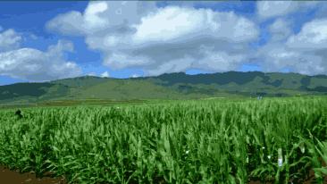 爆浆奶香水果玉米,水果玉米可以直接生吃吗