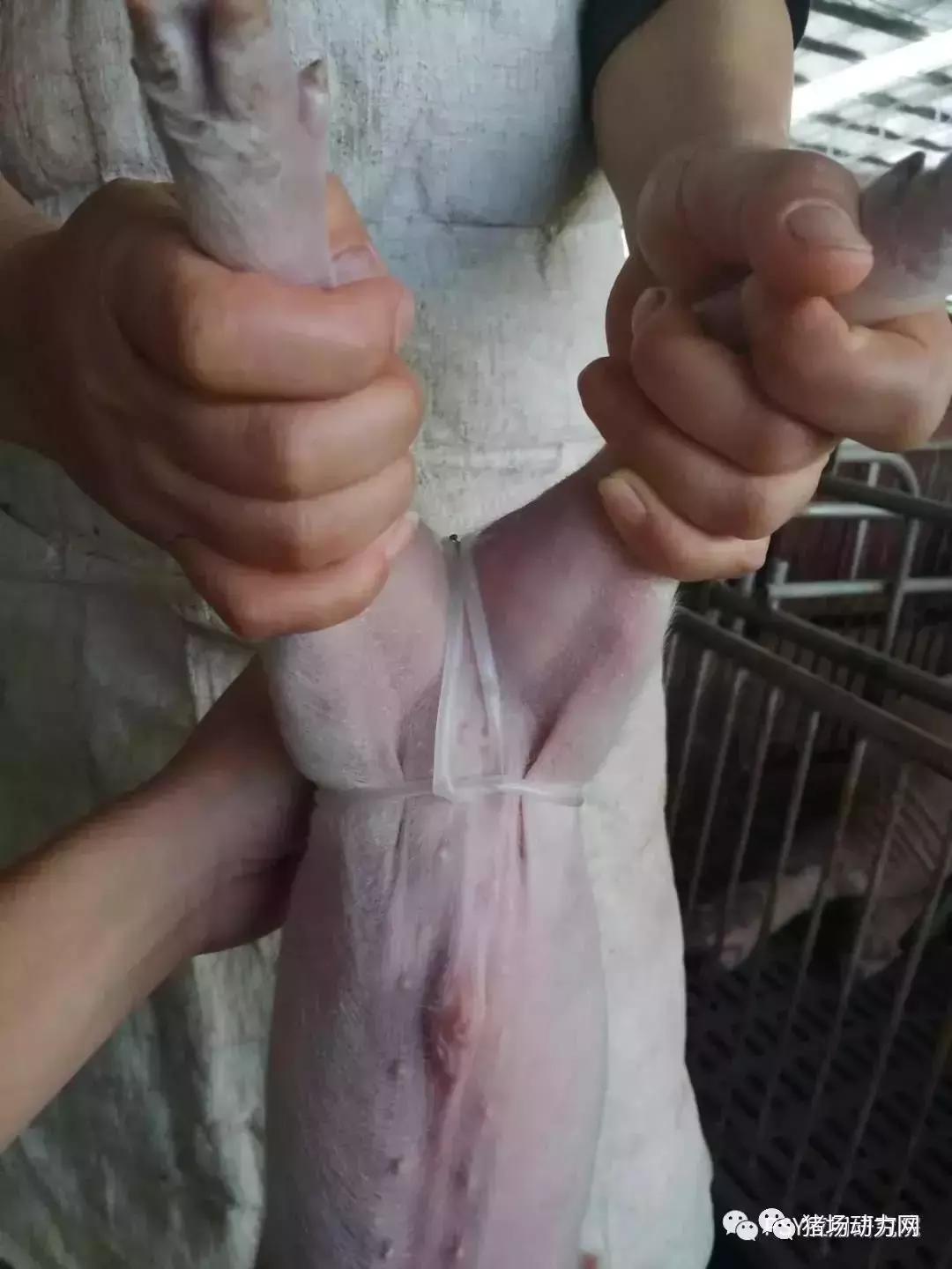 小猪肚脐疝气处理方法,小猪有疝气应该怎么治疗