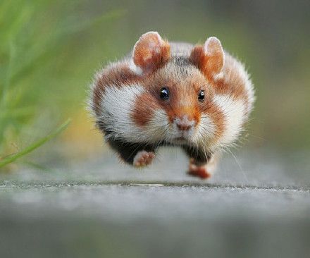 仓鼠太过于活泼了怎么办,仓鼠太好动怎么办