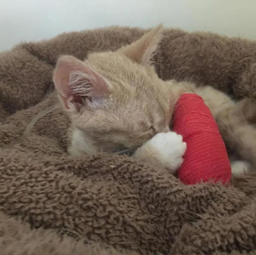 长了一双风暴之眼的侏儒猫咪，命运多舛，幸得善终