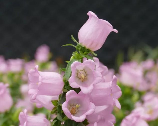 腊梅种花盆,腊梅花种子好种