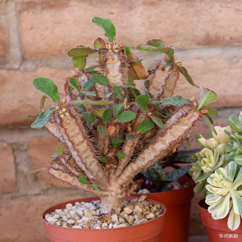 多肉奇趣麒麟好养吗,多肉植物奇葩有趣