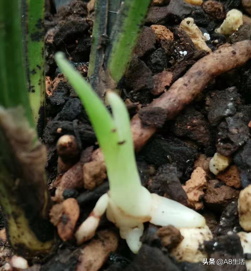 每日一品七律,每日一品茶叶