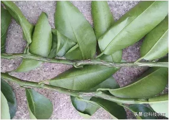 8月份果树植保管理技术要点,8月不努力9月徒伤悲