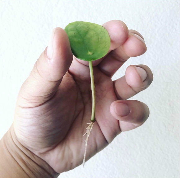 刷屏级花草，我也就拿着手机看了一下午而已！