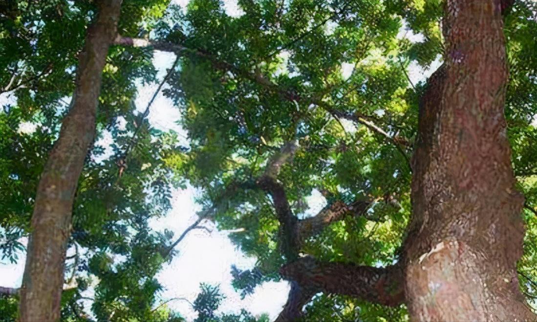 巴里黄檀是真正的红木吗,木知识大全图解