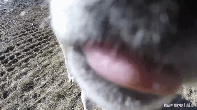 养狼disco：我在*疆新**，把狼养成了哈士奇