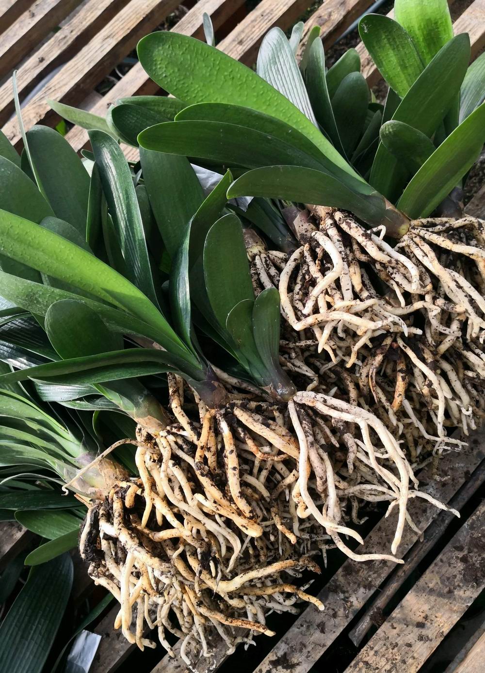 东北君子兰炒作事件,八十年代炒作君子兰