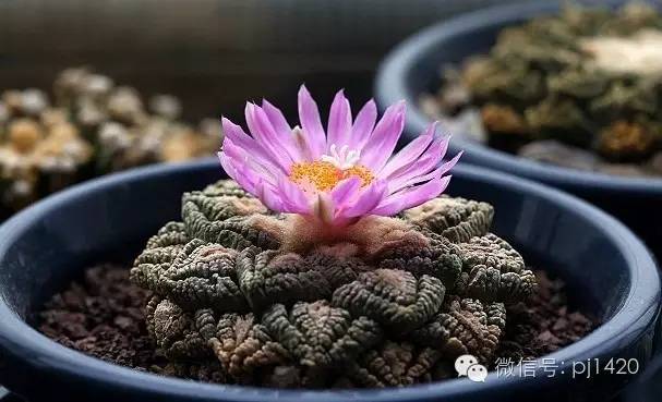 一棵牡丹能长到多大,一棵牡丹花能活多少年