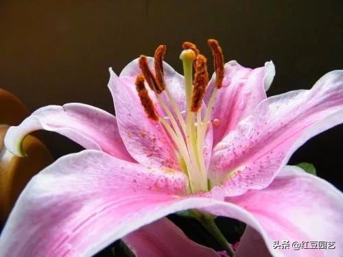 香水百合怎么养可以长期开花,香水百合怎么养才长得好