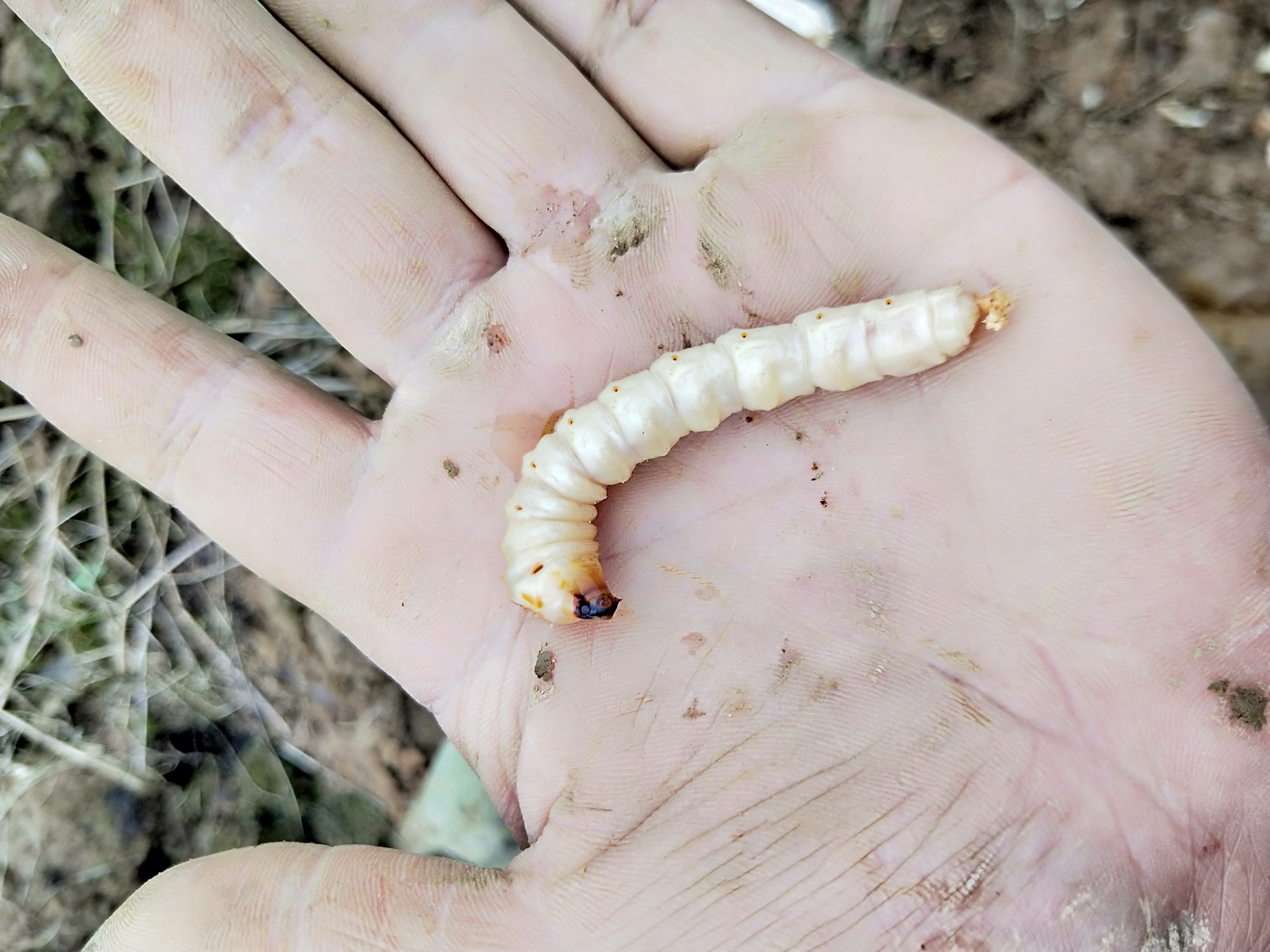 天牛幼虫在无花果树里面活多久,无花果上的天牛是几月份会有的