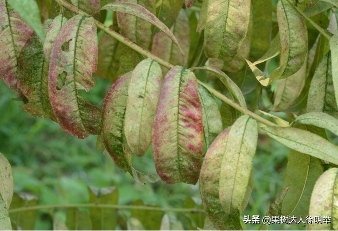 桃园害虫怎么治,桃园的害虫