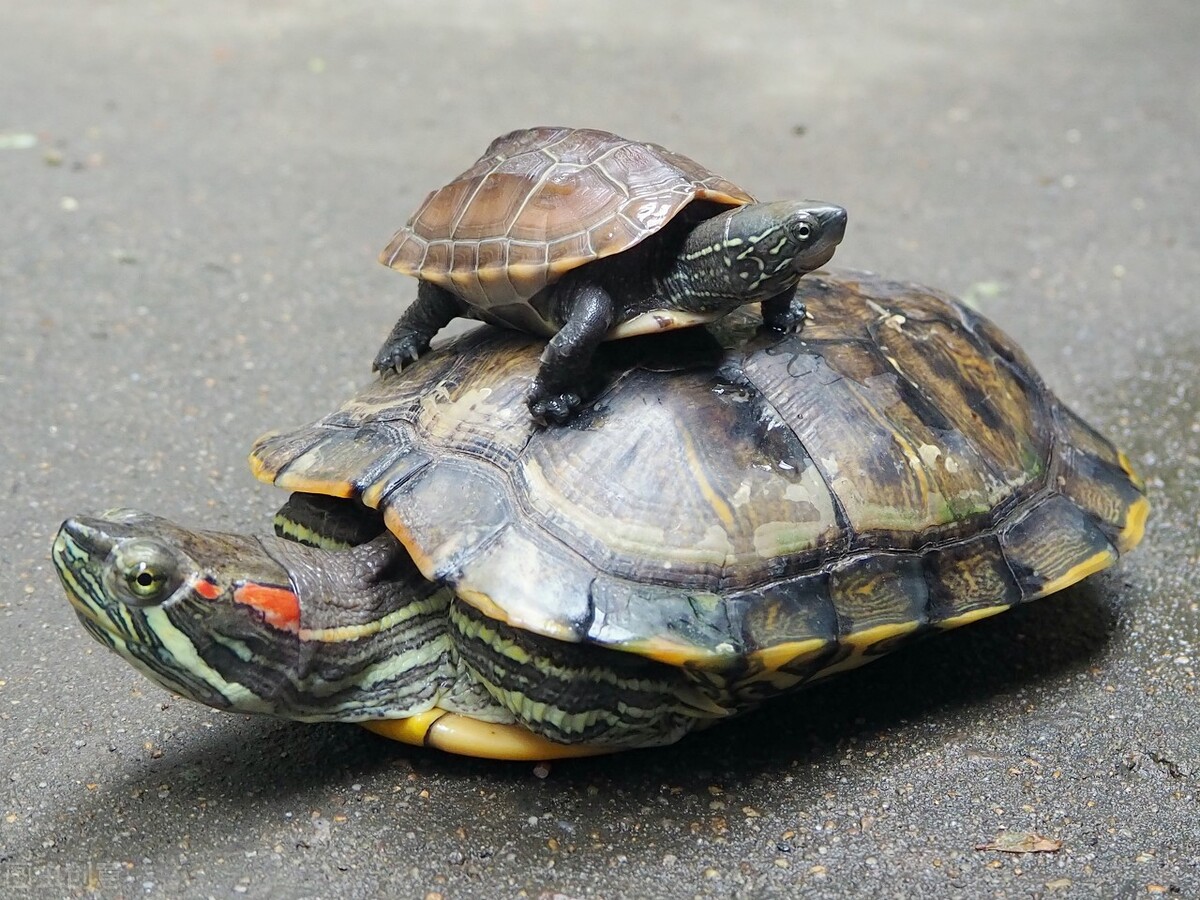 新手养乌龟怎么选健康的龟,新手养乌龟养什么龟最好第一名