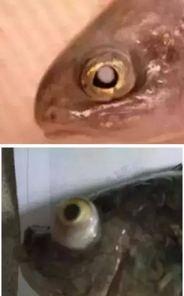 鱼类寄生虫有哪些,鱼类寄生虫的科普知识