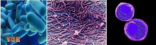 抗菌药物，大环内酯类抗菌药物