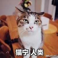 花露水可以驱猫猫身上的跳蚤吗,用什么给猫猫洗澡可以去掉跳蚤