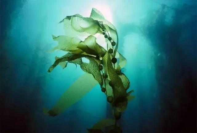 深海四十噚褐藻面霜怎么用,unichi深海四十噚面霜测评