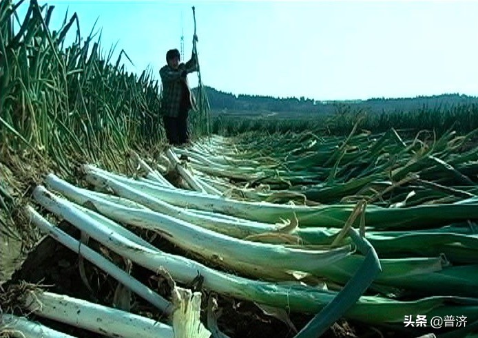 大葱故事大全,大葱民间故事