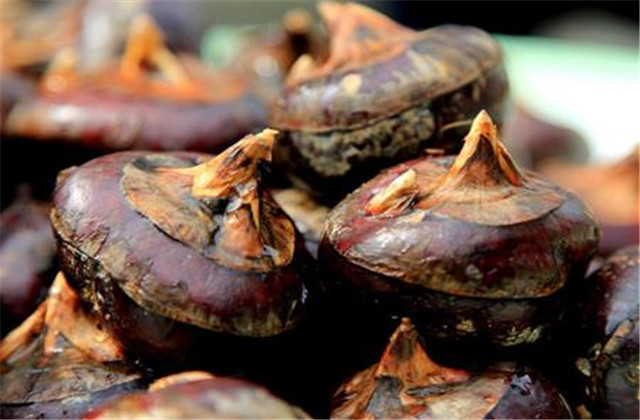 马蹄又名荸荠的栽培技术,荸荠种杨梅的栽培管理视频