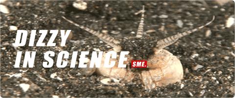 博比特虫可以吃掉一只鲨鱼吗,博比特虫捕食巨型鱼