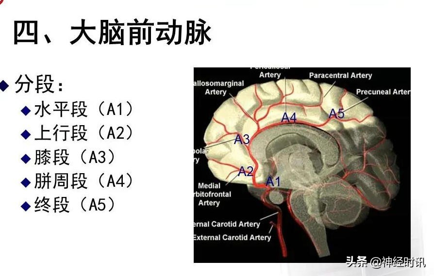 脑动脉解剖学讲解,脑膜中动脉解剖讲解