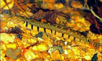 野生泥鳅品种图片大全大图,最大的泥鳅图片大全