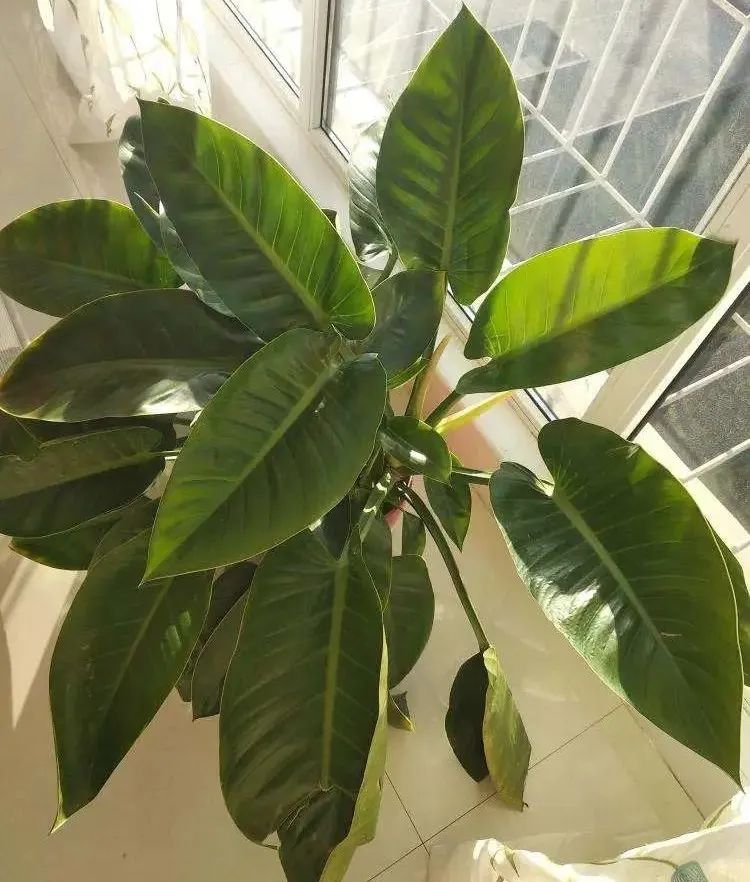 叶亮油绿大如象耳朵的绿钻，蔓绿绒这么养护，吉星高照满面春风