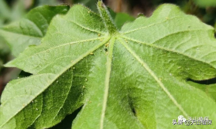 棉蚜的发生规律及防治,棉蚜虫害