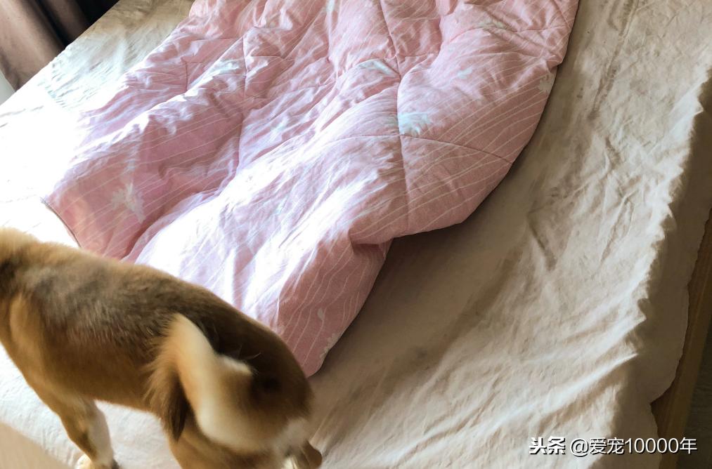 为什么小柴犬睡到主人旁边特别乖,柴犬总是半夜领地防卫