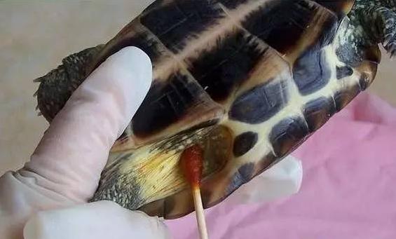 乌龟用高锰酸钾消毒的正确方法,聚维酮碘能给新买的乌龟消毒吗