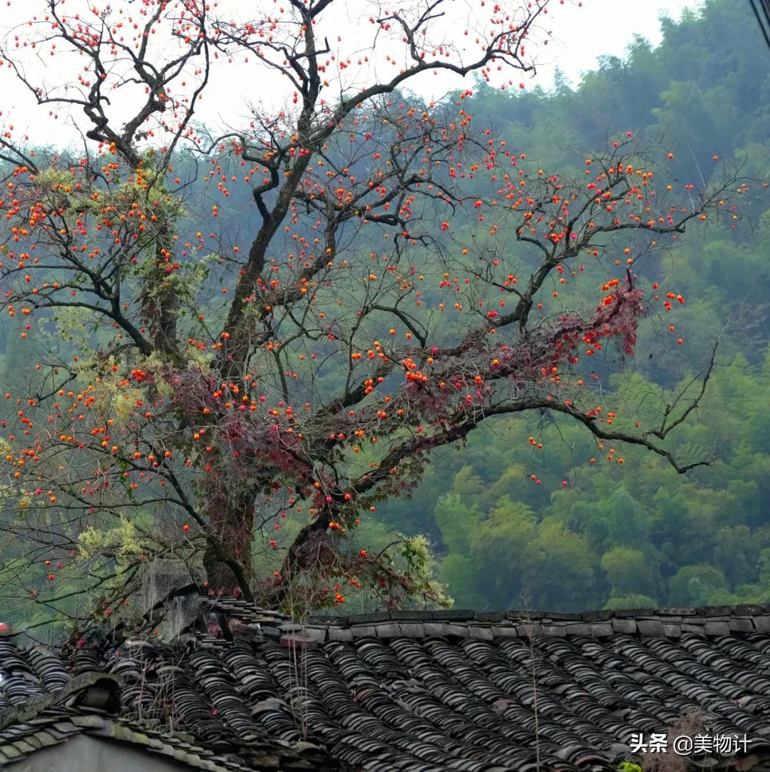 柿子红了歌曲原唱,柿子红了