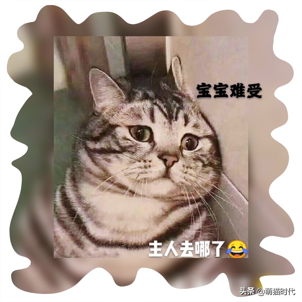 疫情猫咪被困,疫情猫咪困在家里死亡