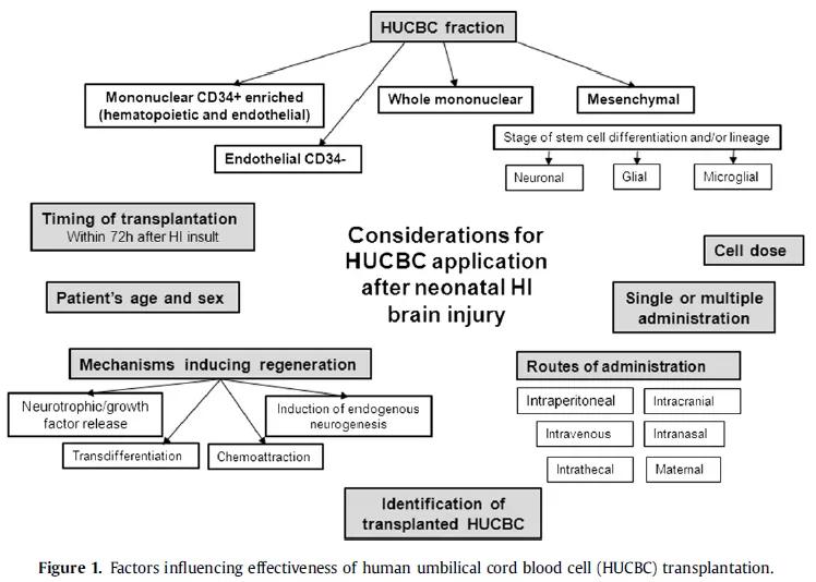 脐带血干细胞治疗肝硬化最新消息,脐带血可以治疗缺氧缺血性脑病嘛