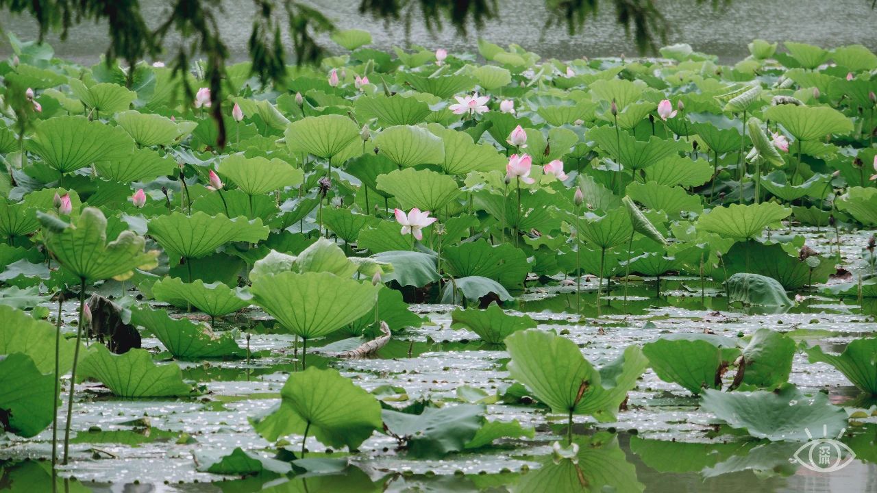 深圳洪湖公园7月18号还有荷花吗,深圳洪湖公园现在有荷花开吗