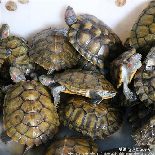 巴西龟容易养还是难养,巴西龟为什么不推荐新手养