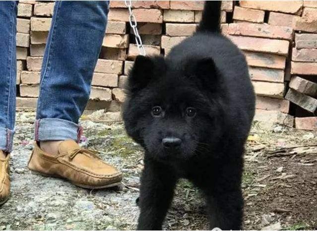 为什么说狗招财猫招灾,哪种狗最驱邪镇宅